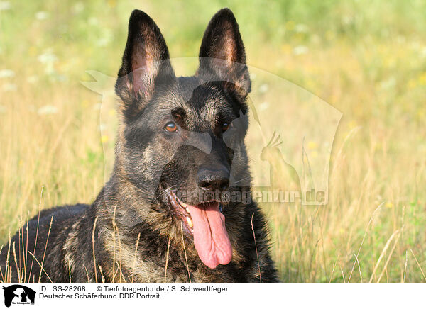 Deutscher Schferhund DDR Portrait / East German Shepherd portrait / SS-28268