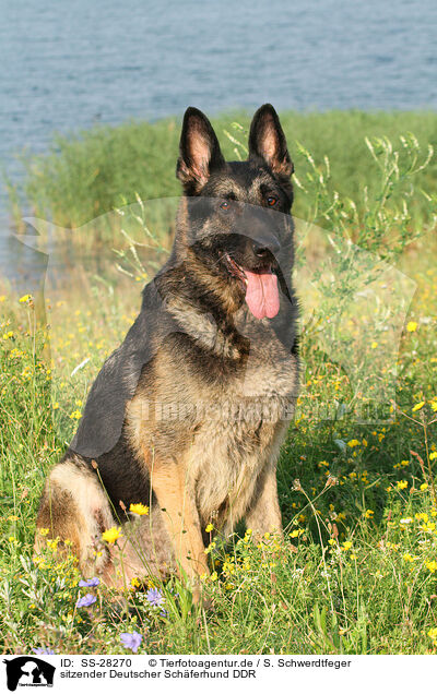 sitzender Deutscher Schferhund DDR / sitting East German Shepherd / SS-28270