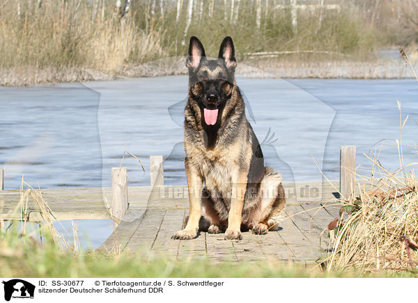 sitzender Deutscher Schferhund DDR / sitting East German Shepherd / SS-30677