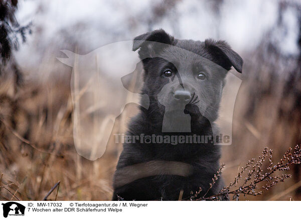 7 Wochen alter DDR Schferhund Welpe / 7 weeks old GDR Shepherd Puppy / MW-17032