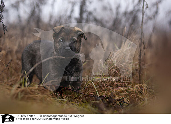 7 Wochen alter DDR Schferhund Welpe / 7 weeks old GDR Shepherd Puppy / MW-17056