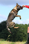 springender Deutscher Schferhund DDR