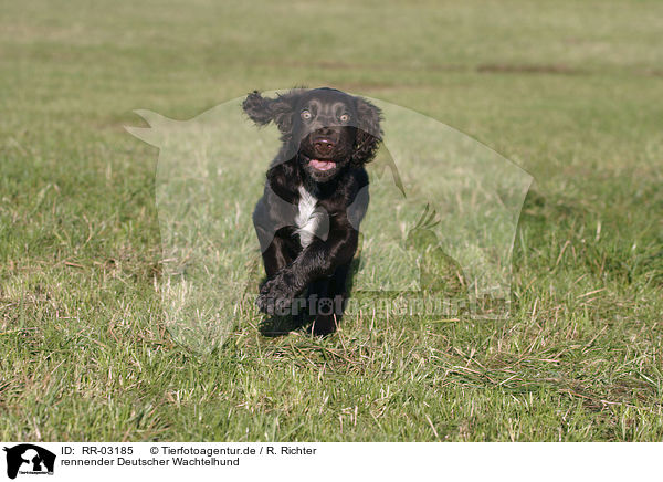 rennender Deutscher Wachtelhund / running dog / RR-03185