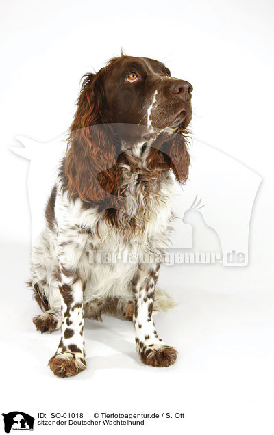 sitzender Deutscher Wachtelhund / sittng Spaniel / SO-01018