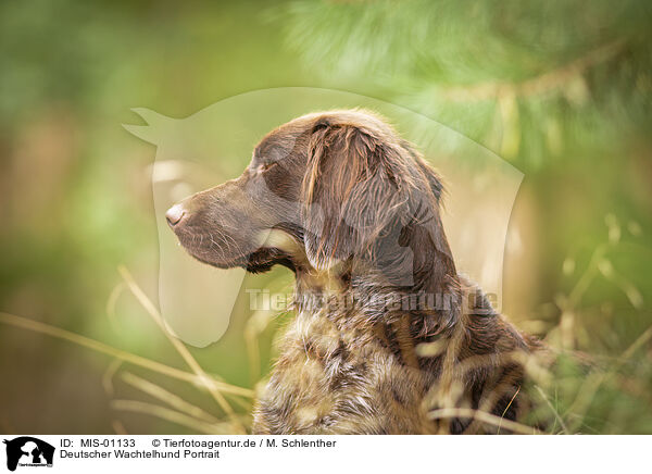 Deutscher Wachtelhund Portrait / German Spaniel Portrait / MIS-01133