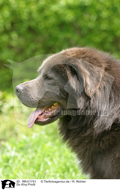 Do Khyi Profil / Tibetan Mastiff Profile / RR-01791