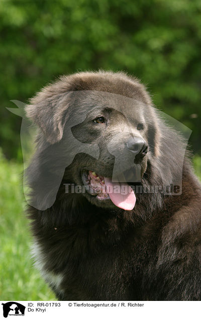 Do Khyi / Tibetan Mastiff Portrait / RR-01793