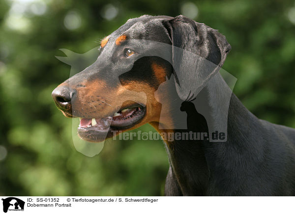 Dobermann Portrait / Doberman Pinscher Portrait / SS-01352