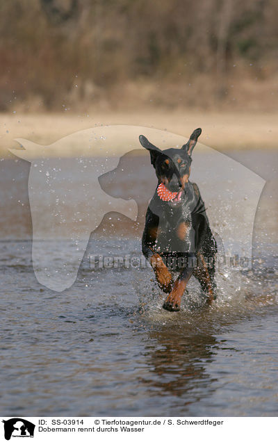 Dobermann rennt durchs Wasser / running Doberman Pinscher / SS-03914