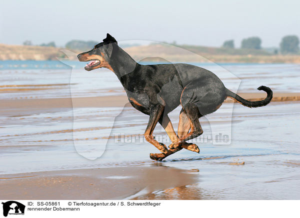 rennender Dobermann / running Doberman Pinscher / SS-05861