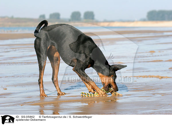 spielender Dobermann / playing Doberman Pinscher / SS-05862