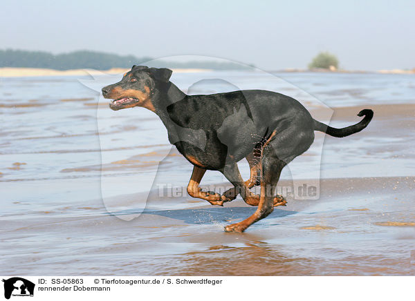 rennender Dobermann / running Doberman Pinscher / SS-05863