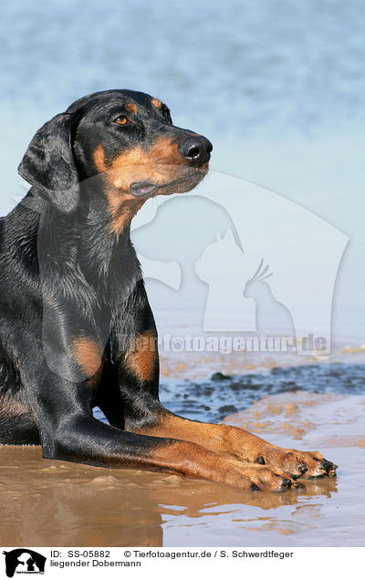 liegender Dobermann / lying Doberman Pinscher / SS-05882