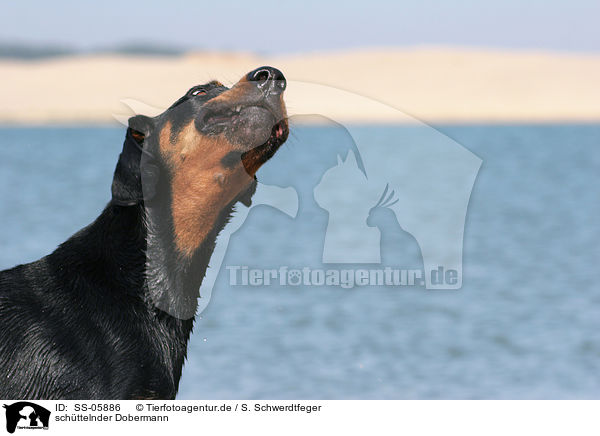 schttelnder Dobermann / shaking Doberman Pinscher / SS-05886