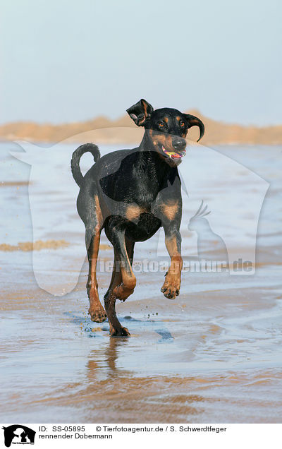 rennender Dobermann / running Doberman Pinscher / SS-05895