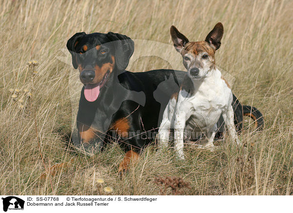 Dobermann and Jack Russell Terrier / Doberman Pinscher and Jack Russell Terrier / SS-07768