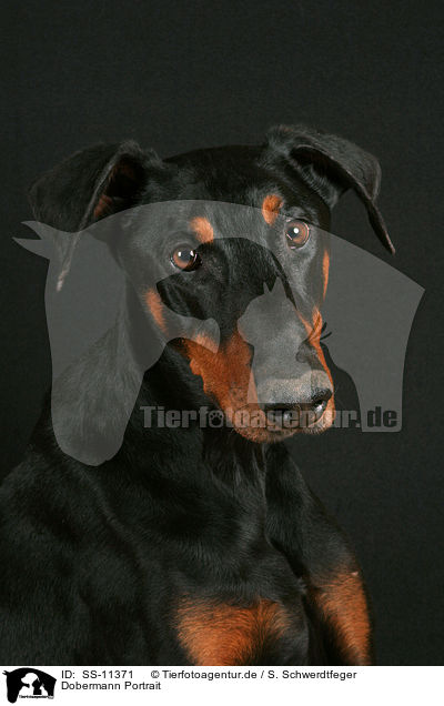 Dobermann Portrait / Doberman Pinscher Portrait / SS-11371