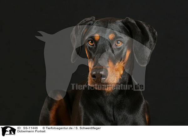 Dobermann Portrait / Doberman Pinscher Portrait / SS-11446