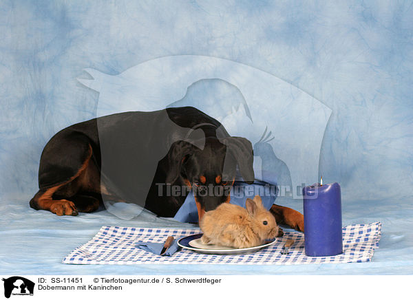 Dobermann mit Kaninchen / Doberman Pinscher with bunny / SS-11451