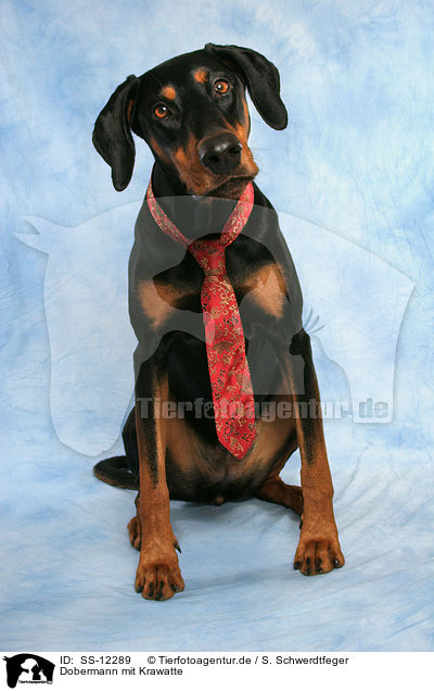 Dobermann mit Krawatte / Doberman Pinscher with tie / SS-12289