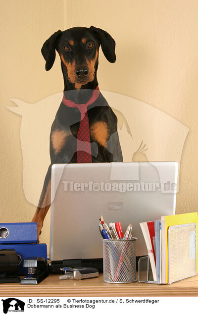 Dobermann als Business Dog / Doberman Pinscher as Business Dog / SS-12295