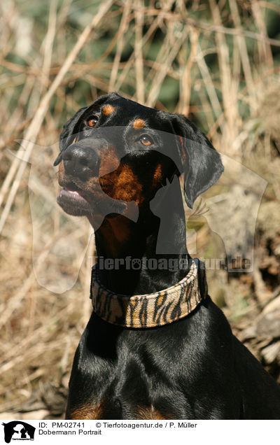 Dobermann Portrait / Doberman Portrait / PM-02741