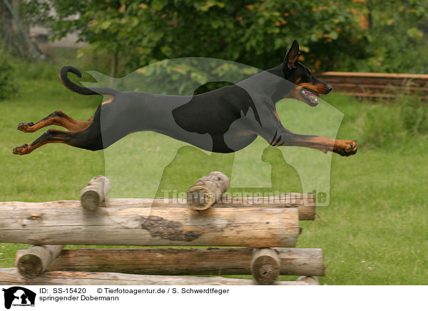 springender Dobermann / jumping Doberman Pinscher / SS-15420