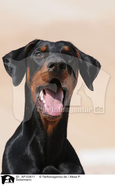 Dobermann / Doberman Pinscher / AP-03811