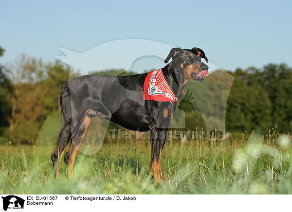 Dobermann / Doberman Pinscher / DJ-01567