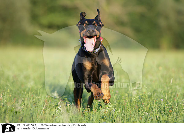 rennender Dobermann / running Doberman Pinscher / DJ-01571