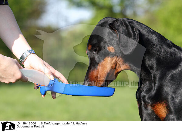 Dobermann Portrait / Doberman Pinscher Portrait / JH-12066