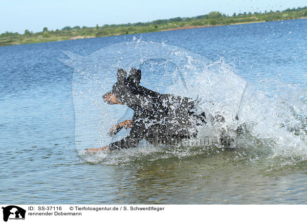 rennender Dobermann / running Doberman Pinscher / SS-37116