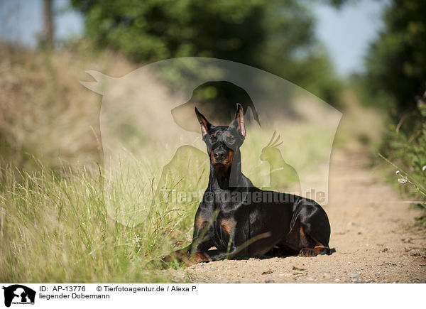 liegender Dobermann / lying Doberman Pinscher / AP-13776