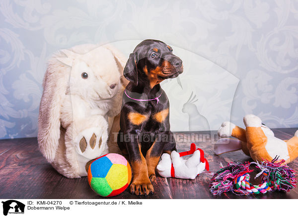 Dobermann Welpe / Doberman Pinscher Puppy / KMI-04270