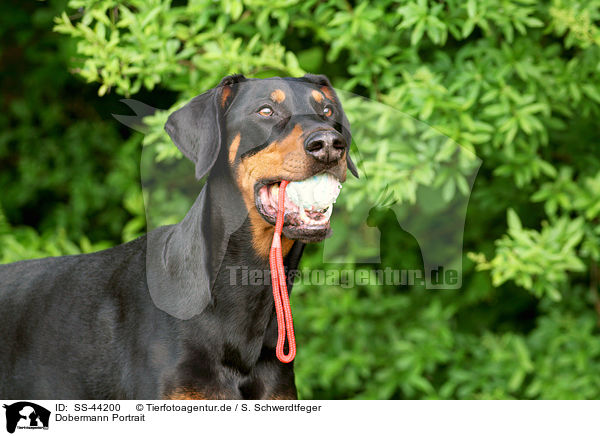 Dobermann Portrait / Doberman Pinscher Portrait / SS-44200