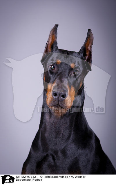 Dobermann Portrait / Doberman Pinscher Portrait / MW-07832