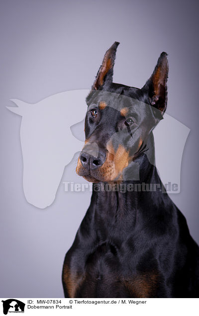 Dobermann Portrait / Doberman Pinscher Portrait / MW-07834