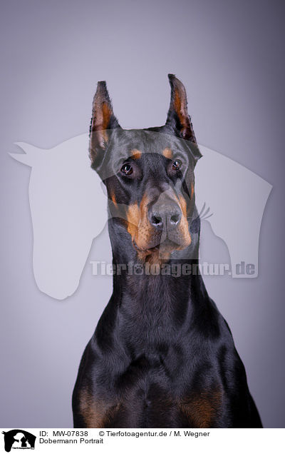 Dobermann Portrait / Doberman Pinscher Portrait / MW-07838