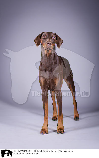 stehender Dobermann / standing Doberman Pinscher / MW-07869