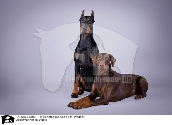 Dobermnner im Studio / Doberman Pinscher in the studio / MW-07882