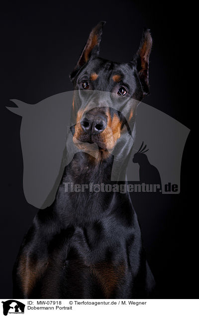 Dobermann Portrait / Doberman Pinscher Portrait / MW-07918