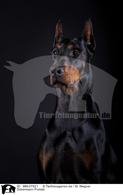 Dobermann Portrait / Doberman Pinscher Portrait / MW-07921