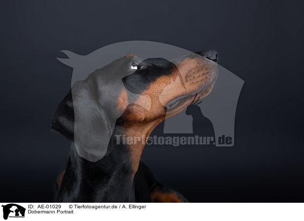 Dobermann Portrait / Doberman Pinscher Portrait / AE-01029