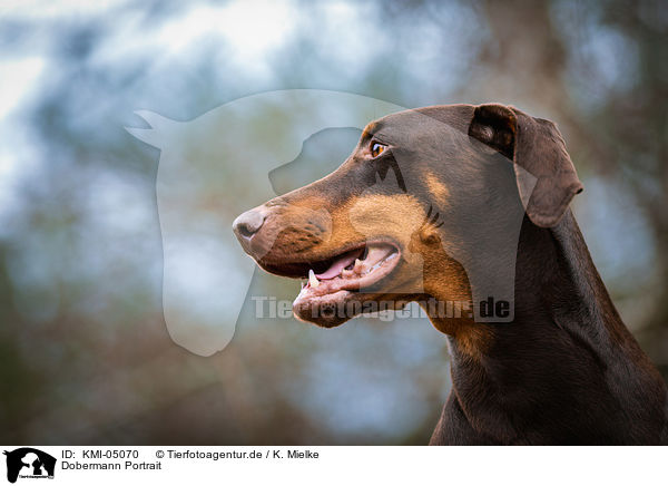 Dobermann Portrait / Doberman Pinscher Portrait / KMI-05070