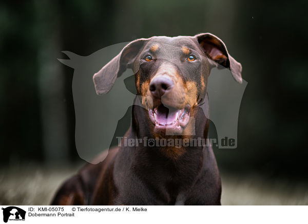 Dobermann Portrait / Doberman Pinscher Portrait / KMI-05075