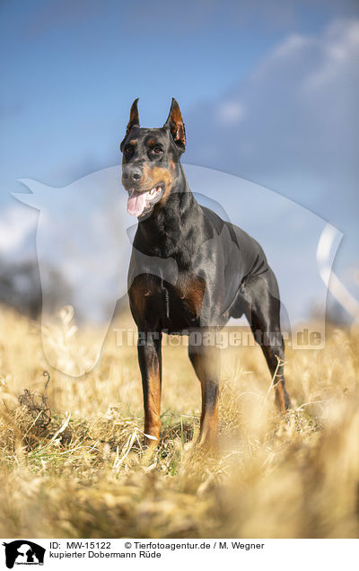 Kupierter Dobermann Rude Mw 15122 Dobermann Hunde Tierfotoagentur Bildagentur Mit Spezialisierung Auf Tierbilder Und Tierfotos