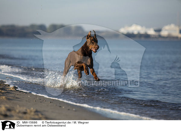 Dobermann rennt am Ostseestrand / MW-15686