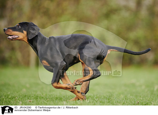 rennender Dobermann Welpe / running Doberman Pinscher Puppy / JR-04290