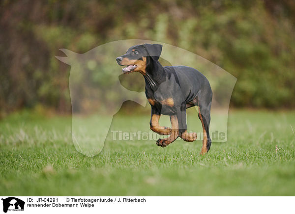 rennender Dobermann Welpe / running Doberman Pinscher Puppy / JR-04291