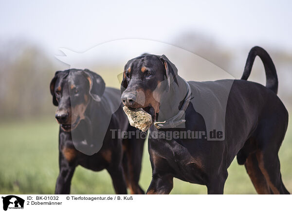 2 Dobermnner / BK-01032